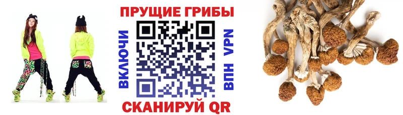 Псилоцибиновые грибы ЛСД  где продают   Игарка 